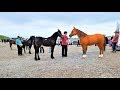A Visit To A Mennonite Horse Sale