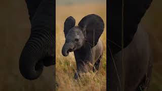 #elephant baby boom in #kenya 's Amboseli National Park #conservationefforts #wildlife #elephant