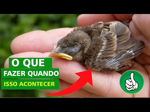 Vídeo: Como Cuidar De Um Pássaro Bebê Perdido