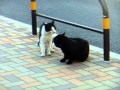 炸裂するキャッツ・ファイト！オスネコどうしのガチンコ対決
