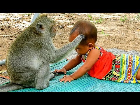 baby monkey pet stores Monkey Sok & Cute Baby Get on Well .