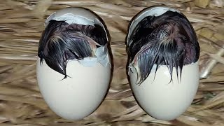 Incubating Chicken Eggs || Hatching Chicken Eggs