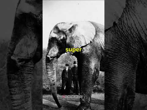 Largest Elephant In History
