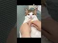 Funny and cutes 2024 with pets animals cute funny dog cat shorts