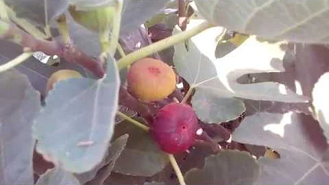 Как узнать, что инжир поспел