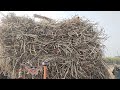 Tractor troly Full loaded With Sugar cane 