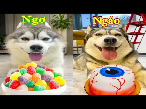 Thú Cưng TV | Ngáo Và Ngơ #35 | chó thông minh vui nhộn | Pets funny cute smart dog