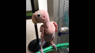 Rhea The Naked Bird Saying Hello