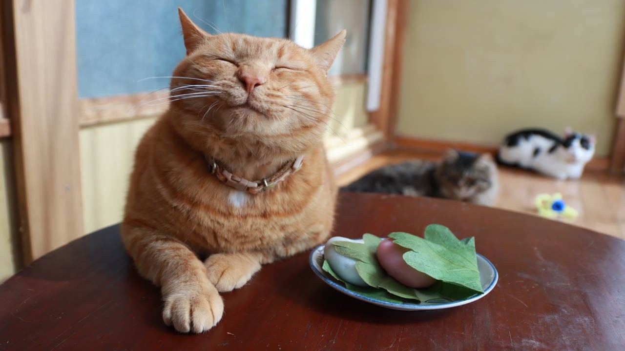 ちゃぶ台の上の柏餅 260505 | のせ猫オフィシャルブログ Powered by Ameba
