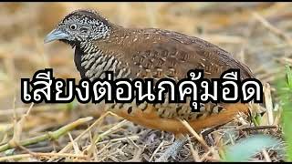 เสียงต่อนกคุ้มอืดเข้า1000%(ไม่มีโฆษณา 100%) screenshot 5
