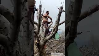 "🌱 Growing Future Orchards: Get Your Apple Bud Wood Today! 🍏🌳" #TOPGRAFTING  CONTACT 7006951016