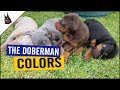The DOBERMAN COLORS (and one with PROBLEMS)
