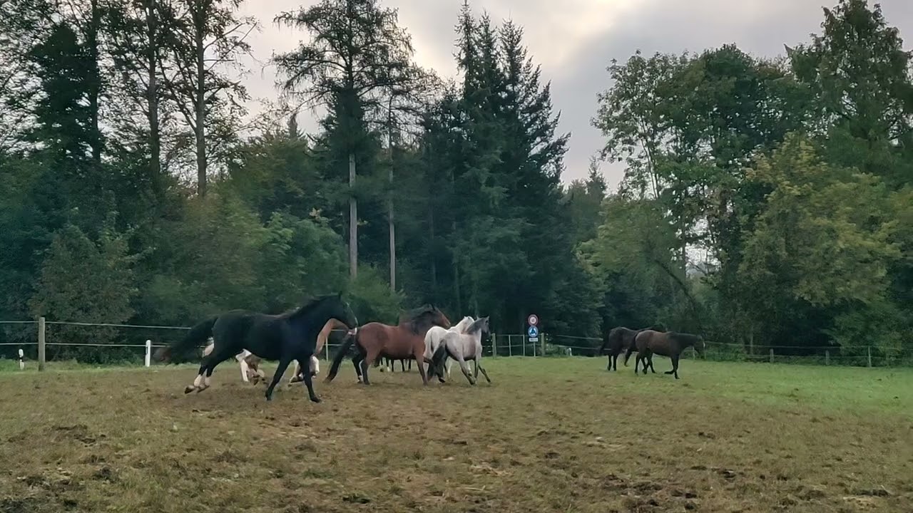 Criollo Horse Interacts with New Herd: Graceful Presence and Beautiful Body Carriage