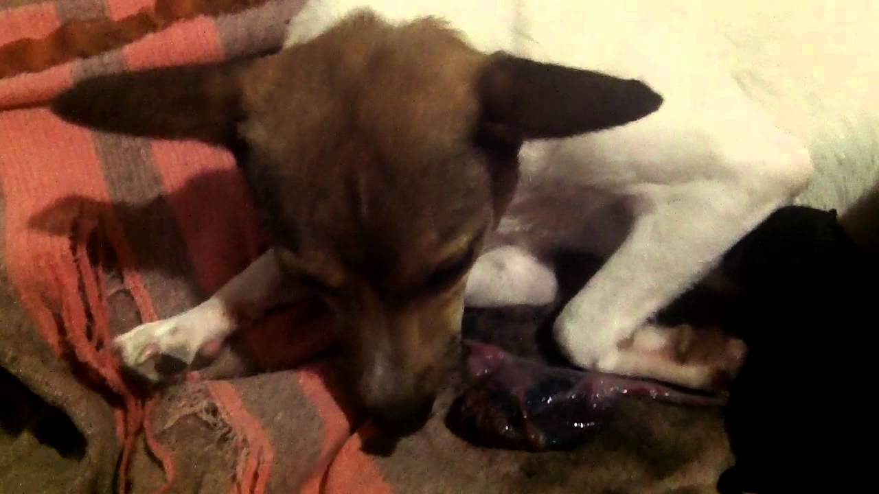 camera iphone 8 plus apk Ajudando uma cachorrinha dar a luz