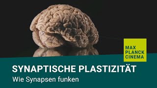 Synaptische Plastizität  wie Synapsen funken