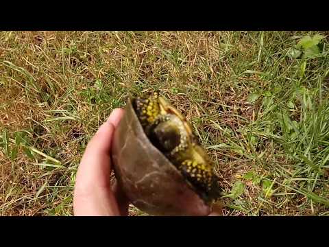 Video: Tısbağa Terrariumu Necə Qurmaq Olar