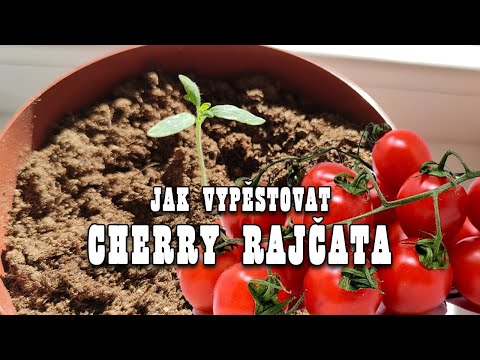 Video: Cherry Rajčata: Jak Si Sami Pěstovat