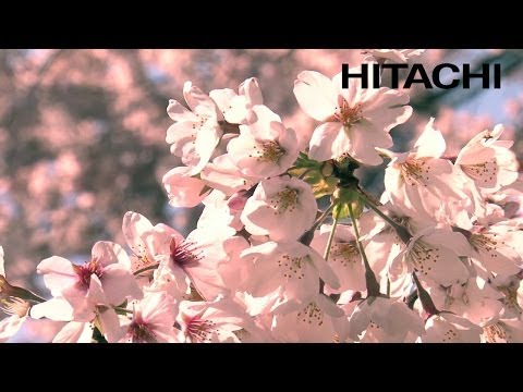 Japonya'nın Güzel Kiraz Çiçekleri ve Kumano Tapınağı - Hitachi
