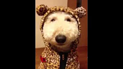 九州弁でしゃべる犬 Youtube