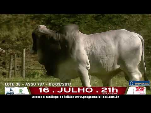 LOTE 038