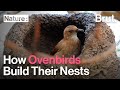 How Ovenbirds Build Their Nests