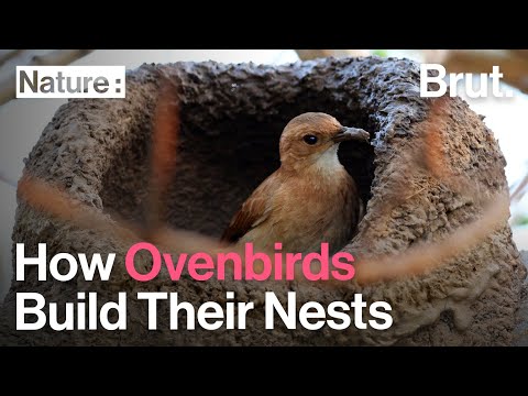 Video: Ovenbird adını necə aldı?