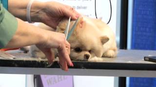 Sue watson demonstates how to groom a teddy bear head. filmed from the
wahl booth at atlanta pet fair.