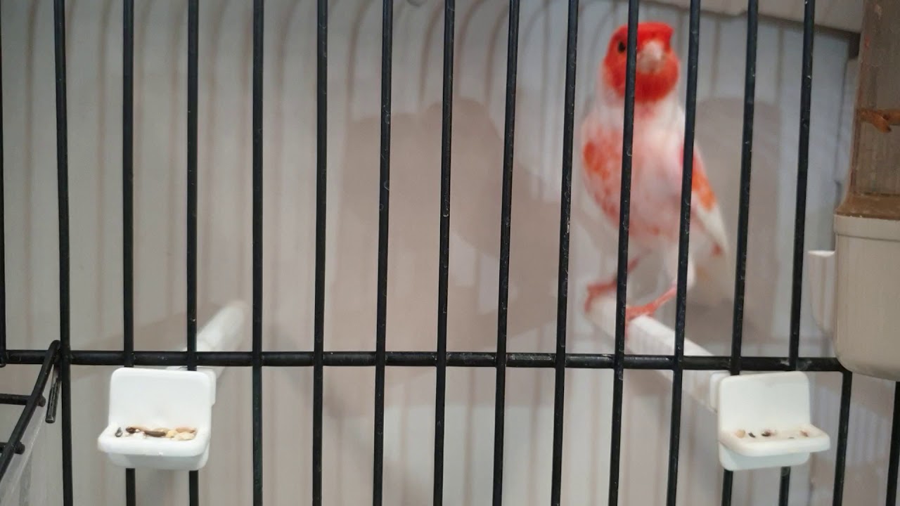 Internacional de malaga  .cartama 2019