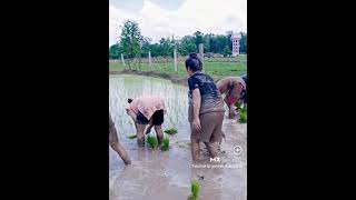 #BigoLive HOT Women Growing Crops On Field @Short