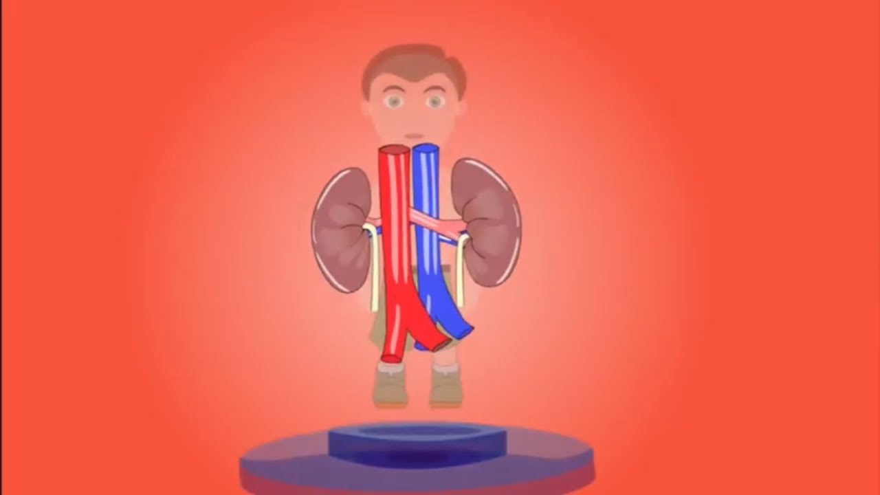 Facts About Kidneys, Kidney And It's Functions, Interesting Facts About Human Kidneys, Human Kidneys