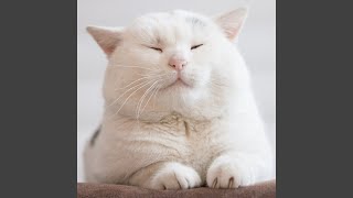 Soothing Music for Cat Harmony