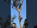 Expert Cuts Massive Tree Top With Perfect Precision 😱🌳 #youtubeshorts #shortsfeed #shorts