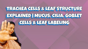 Trachea Cells & Leaf Structure Explained | Mucus, Cilia, Goblet CellsLeaf Labeling - A - Level Bio