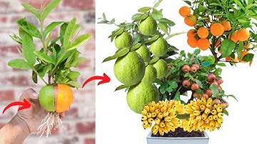 Grow guava apple and orange tree You will be surprised to learn this technique