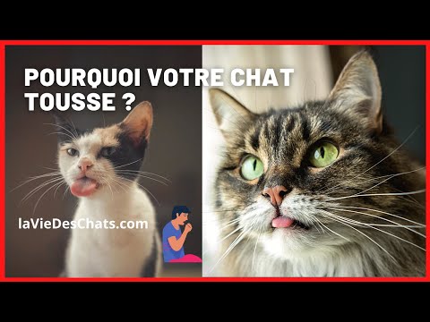 Vidéo: Pourquoi mon chat tousse-t-il?