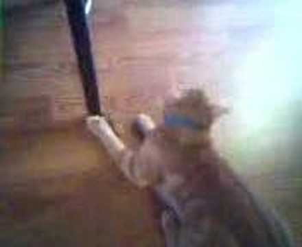cat vs. praying mantis