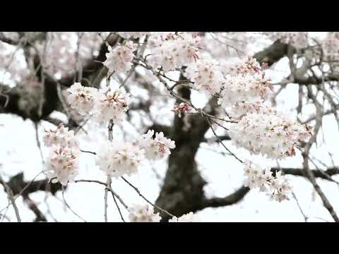 【ふるさと空中散歩】2025年4月2日麻績の里 石塚桜（長野県飯田市）