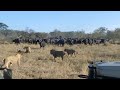 Male lion coalition vs an angry buffalo herd