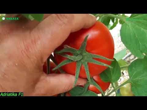 Video: Pomidor navlari muhri. Pomidorning standart navlariga qanday g'amxo'rlik qilish kerak