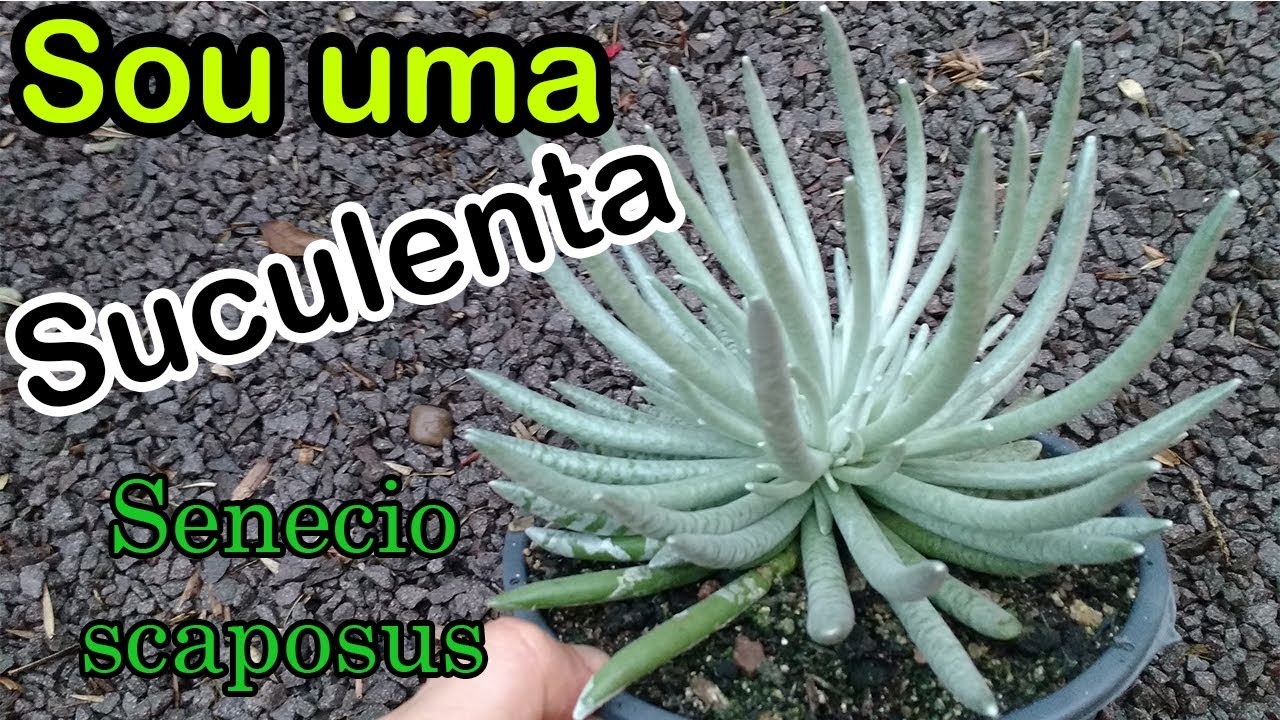 SOU UMA SUCULENTA #4 Senecio Scaposus