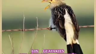 Video thumbnail of "HA PILINCHO 🐦 LOS GUAYAKIES"