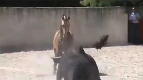 Horse and Bull playing ( ferrari and lamborghini )