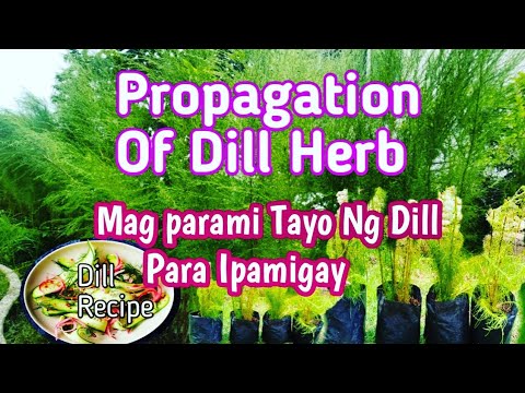Video: Paano Magtanim Ng Dill At Perehil Sa Bansa At Kung Paano Ito Palaguin Nang Tama, Video