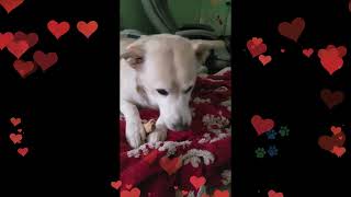 Silver  Best friend tribute