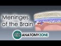 Meninges of the Brain | 3D Anatomy Tutorial