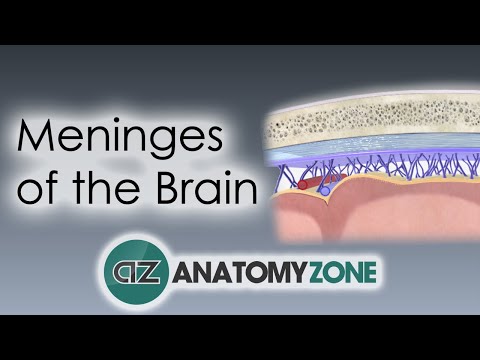 مننژهای مغز | آموزش آناتومی سه بعدی
