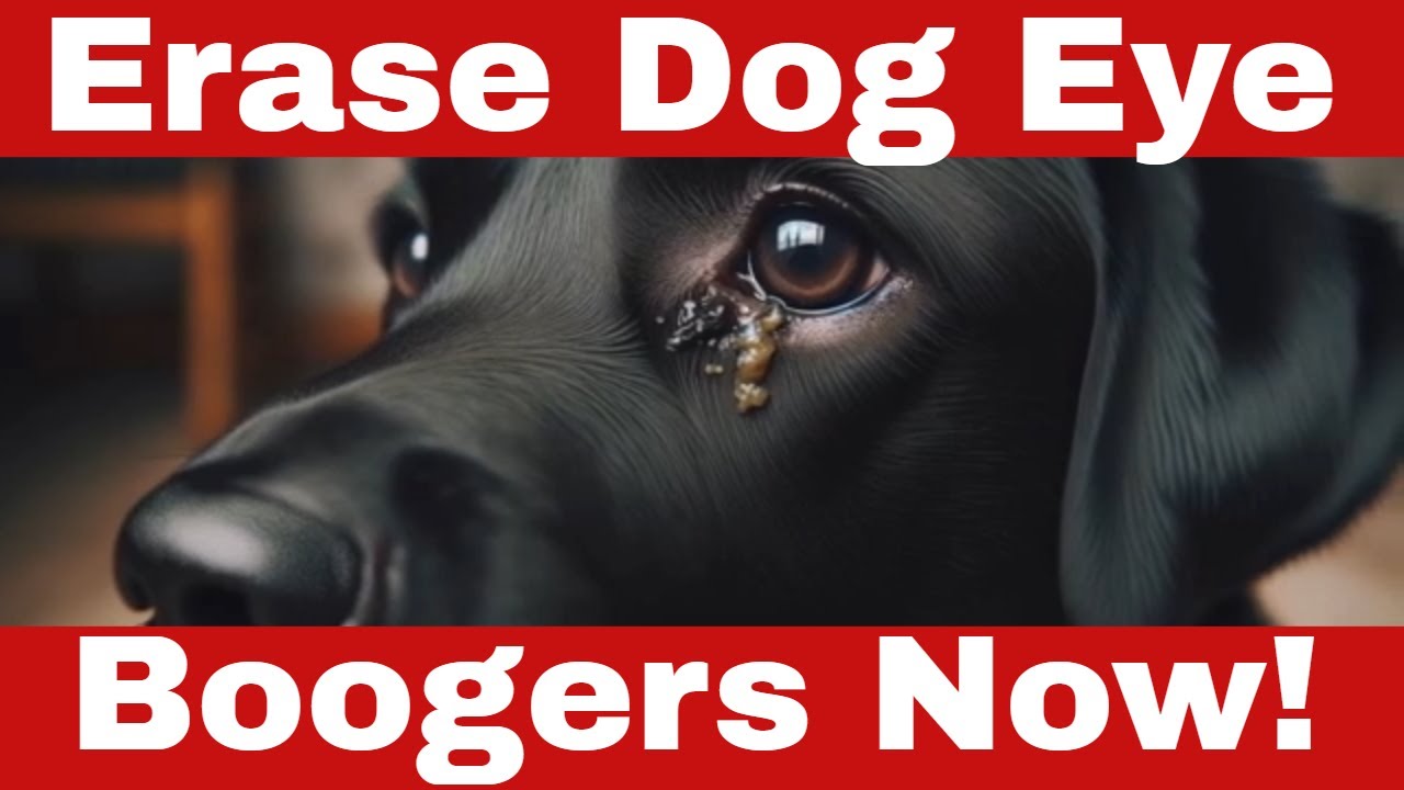 Unbelievable! How to Get Rid of Dog Eye Boogers for Good! - YouTube