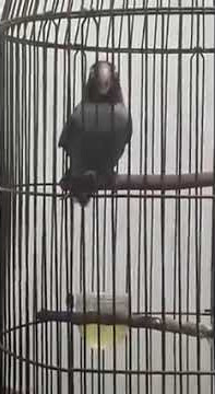 LOVE BIRD rasa TENGKEK BUTO 