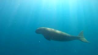 Egypt December 2023 | Sleeping dugong, turtle, shark, dolphins | Red Sea | Gorgonia Beach Resort