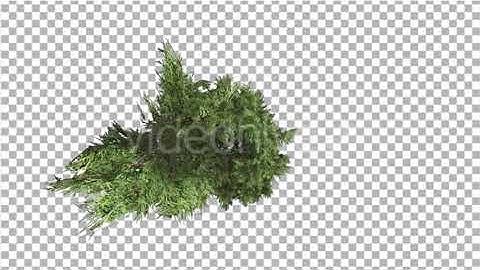 Hollywood Juniper Top Down Tilts Down Coniferous | Motion Graphics - Envato elements
